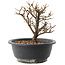 Chaenomeles speciosa, 17,5 cm, ± 12 jaar oud, met rode bloemen en geel fruit