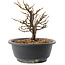 Chaenomeles speciosa, 17,5 cm, ± 12 jaar oud, met rode bloemen en geel fruit