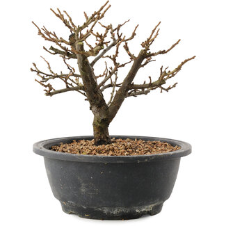 Chaenomeles speciosa, 18,5 cm, ± 12 Jahre alt