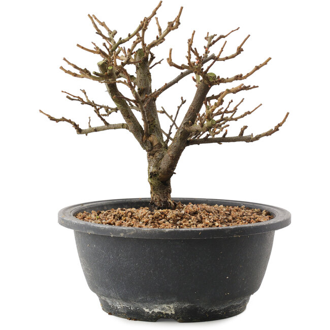 Chaenomeles speciosa, 18,5 cm, ± 12 jaar oud, met rode bloemen en geel fruit