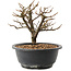 Chaenomeles speciosa, 18,5 cm, ± 12 jaar oud, met rode bloemen en geel fruit