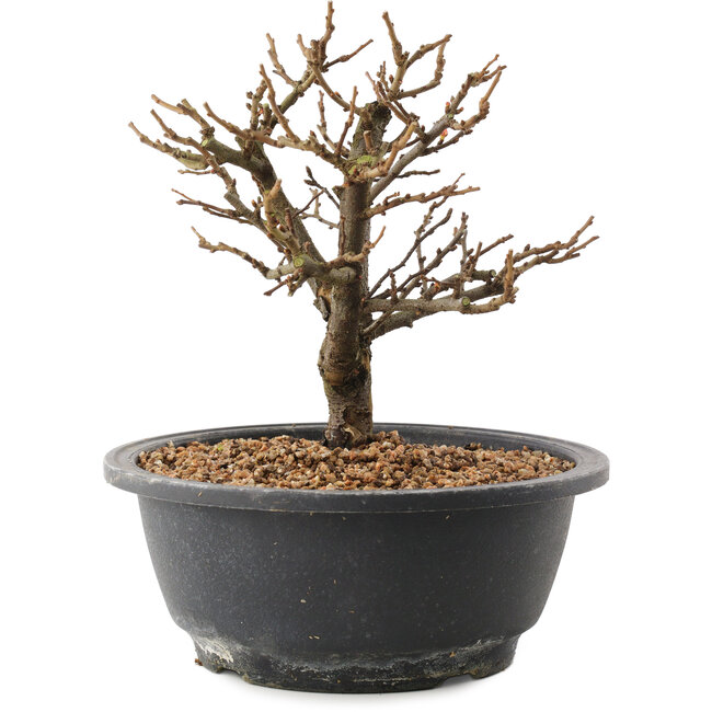 Chaenomeles speciosa, 18,5 cm, ± 12 Jahre alt, mit roten Blüten und gelben Früchten