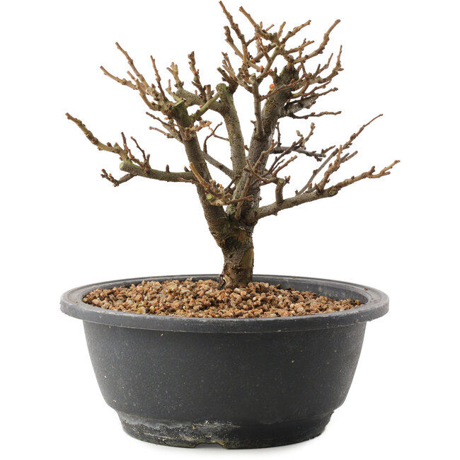 Chaenomeles speciosa, 18,5 cm, ± 12 Jahre alt, mit roten Blüten und gelben Früchten