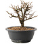 Chaenomeles speciosa, 18,5 cm, ± 12 jaar oud, met rode bloemen en geel fruit