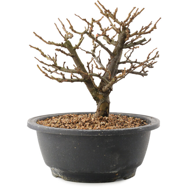 Chaenomeles speciosa, 18,5 cm, ± 12 jaar oud, met rode bloemen en geel fruit