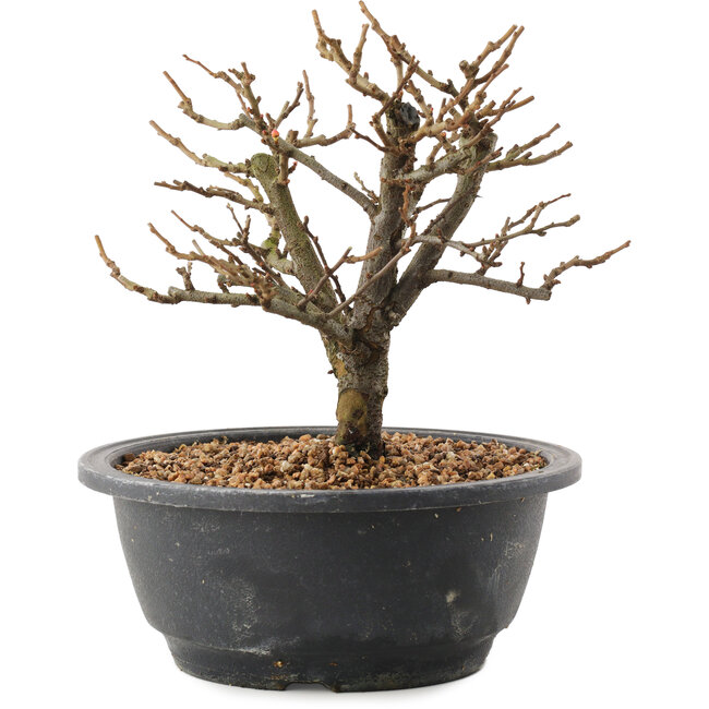 Chaenomeles speciosa, 18,5 cm, ± 12 anni, con fiori rossi e frutti gialli