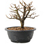 Chaenomeles speciosa, 18,5 cm, ± 12 jaar oud, met rode bloemen en geel fruit
