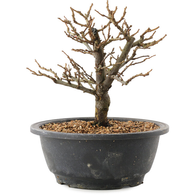 Chaenomeles speciosa, 18,5 cm, ± 12 jaar oud, met rode bloemen en geel fruit