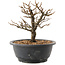 Chaenomeles speciosa, 18,5 cm, ± 12 jaar oud, met rode bloemen en geel fruit