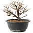 Chaenomeles speciosa, 17 cm, ± 12 jaar oud, met rode bloemen en geel fruit