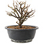 Chaenomeles speciosa, 17 cm, ± 12 jaar oud, met rode bloemen en geel fruit