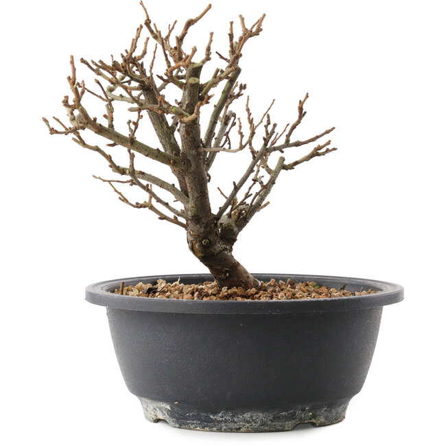 Chaenomeles speciosa, 18 cm, ± 12 anni, con fiori rossi e frutti gialli