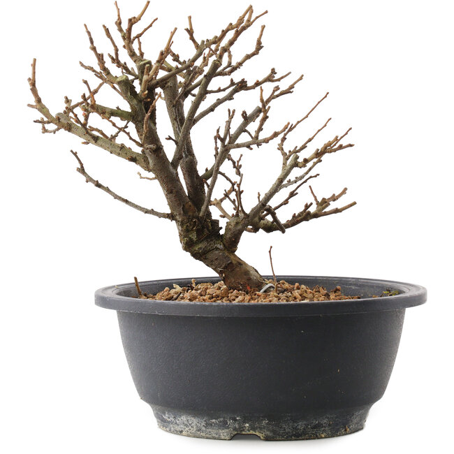 Chaenomeles speciosa, 18 cm, ± 12 anni, con fiori rossi e frutti gialli