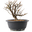 Chaenomeles speciosa, 18 cm, ± 12 ans, à fleurs rouges et fruits jaunes