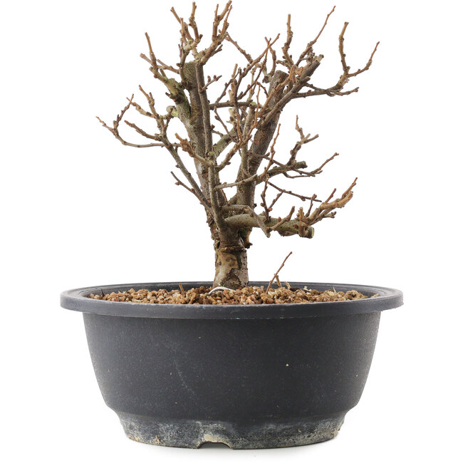 Chaenomeles speciosa, 18 cm, ± 12 Jahre alt, mit roten Blüten und gelben Früchten