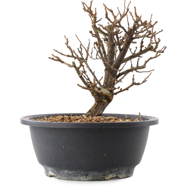 Chaenomeles speciosa, 18 cm, ± 12 ans, à fleurs rouges et fruits jaunes