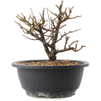 Chaenomeles speciosa, 16,5 cm, ± 12 jaar oud