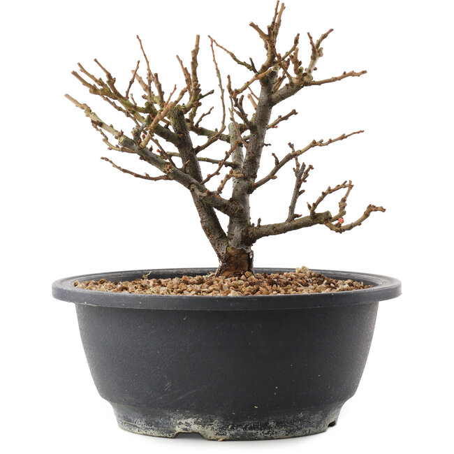 Chaenomeles speciosa, 16,5 cm, ± 12 anni, con fiori rossi e frutti gialli