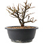 Chaenomeles speciosa, 16,5 cm, ± 12 jaar oud, met rode bloemen en geel fruit