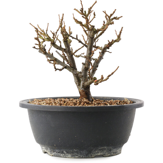 Chaenomeles speciosa, 16,5 cm, ± 12 jaar oud, met rode bloemen en geel fruit