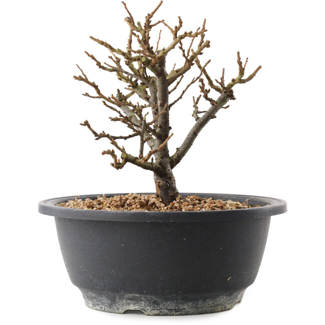 Chaenomeles speciosa, 16,5 cm, ± 12 jaar oud, met rode bloemen en geel fruit