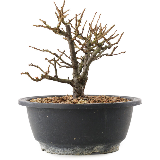 Chaenomeles speciosa, 16,5 cm, ± 12 ans, à fleurs rouges et fruits jaunes