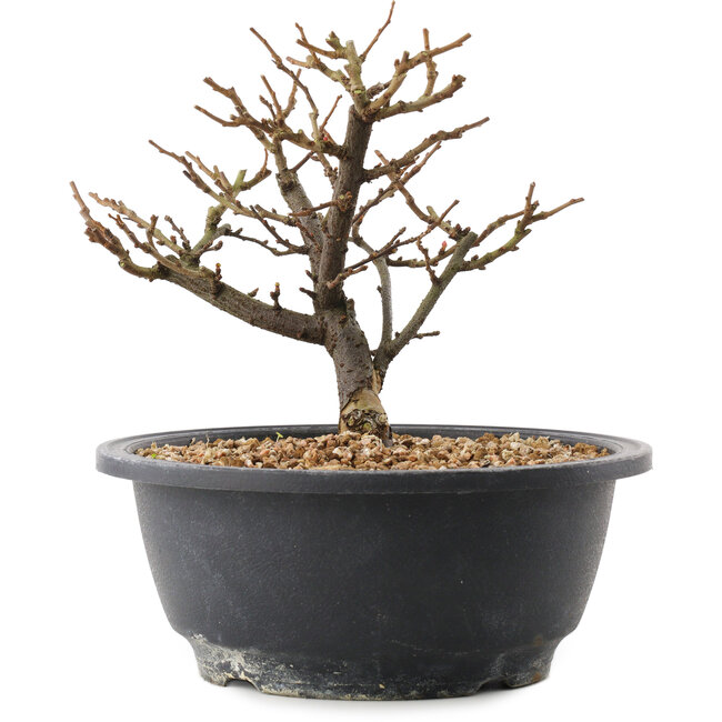 Chaenomeles speciosa, 16 cm, ± 12 jaar oud, met rode bloemen en geel fruit