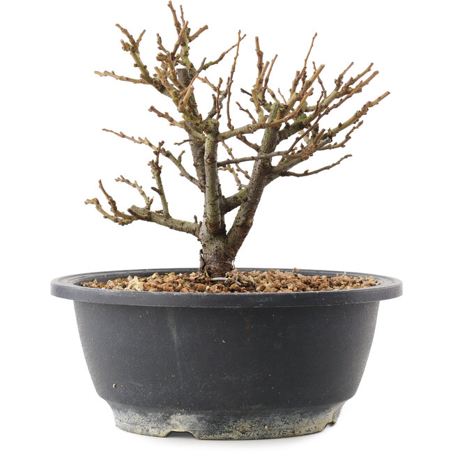 Chaenomeles speciosa, 16,5 cm, ± 12 ans, à fleurs rouges et fruits jaunes