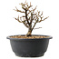 Chaenomeles speciosa, 16 cm, ± 12 jaar oud, met rode bloemen en geel fruit