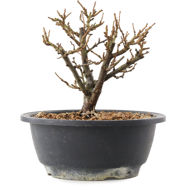 Chaenomeles speciosa, 16,5 cm, ± 12 jaar oud, met rode bloemen en geel fruit