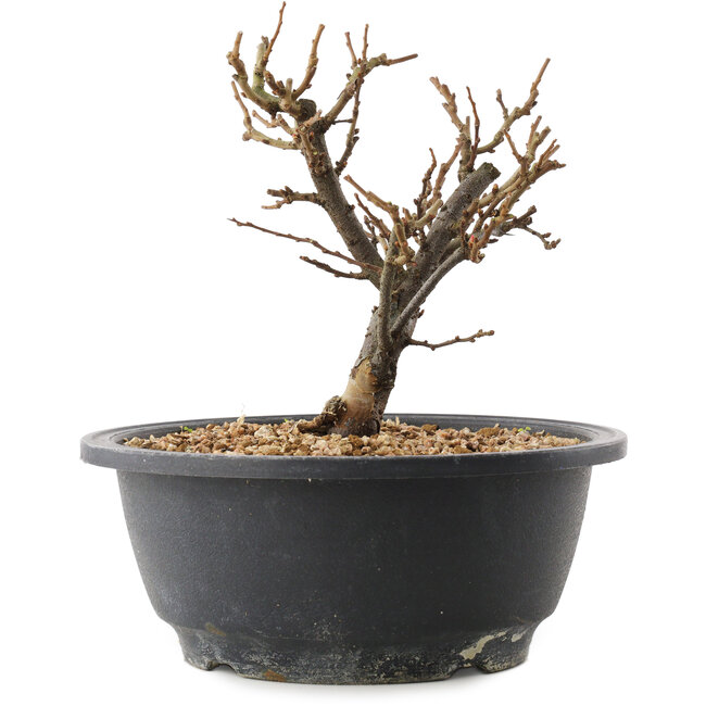 Chaenomeles speciosa, 16 cm, ± 12 ans, à fleurs rouges et fruits jaunes