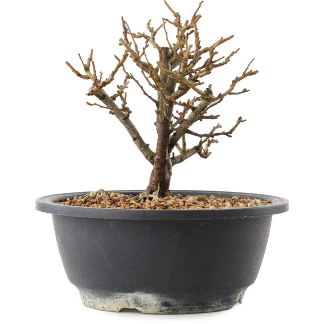 Chaenomeles speciosa, 16,5 cm, ± 12 anni, con fiori rossi e frutti gialli