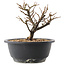 Chaenomeles speciosa, 16 cm, ± 12 jaar oud, met rode bloemen en geel fruit