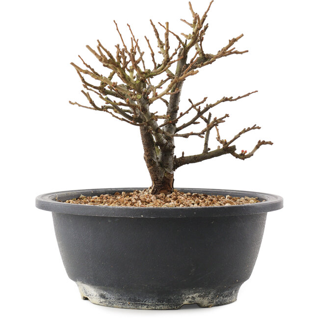 Chaenomeles speciosa, 16,5 cm, ± 12 años, con flores rojas y frutos amarillos