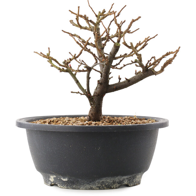 Chaenomeles speciosa, 16 cm, ± 12 ans, à fleurs rouges et fruits jaunes