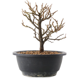 Chaenomeles speciosa, 19 cm, ± 12 Jahre alt