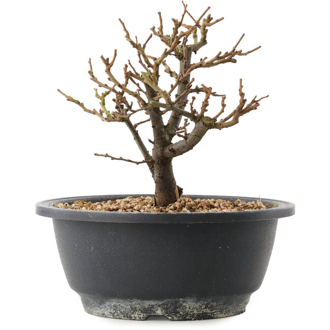 Chaenomeles speciosa, 16 cm, ± 12 años, con flores rojas y frutos amarillos