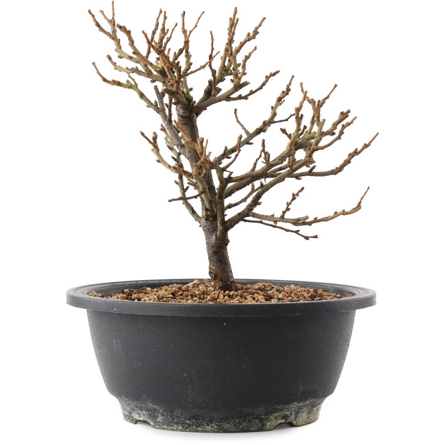 Chaenomeles speciosa, 19 cm, ± 12 anni, con fiori rossi e frutti gialli