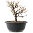 Chaenomeles speciosa, 19 cm, ± 12 jaar oud, met rode bloemen en geel fruit