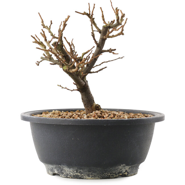 Chaenomeles speciosa, 16 cm, ± 12 jaar oud, met rode bloemen en geel fruit