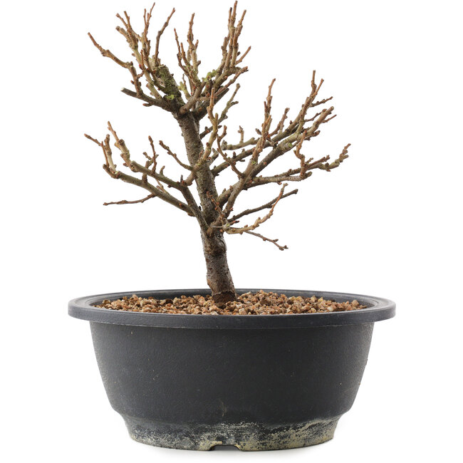 Chaenomeles speciosa, 19 cm, ± 12 anni, con fiori rossi e frutti gialli