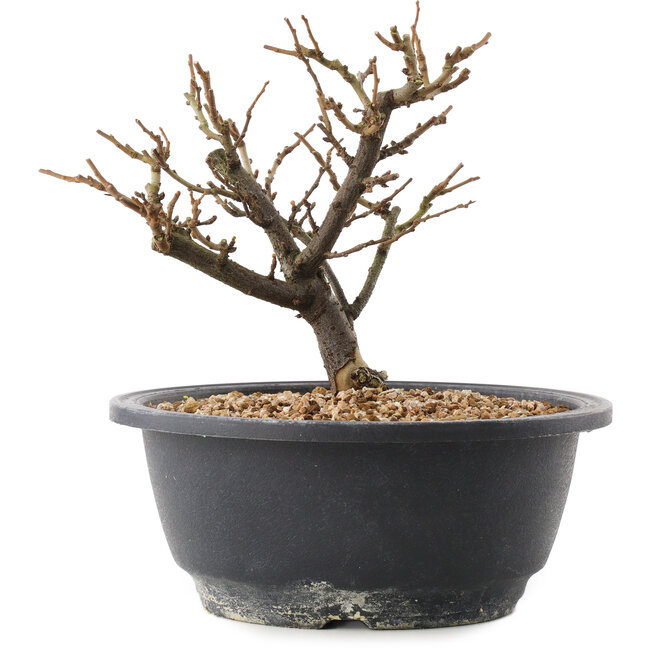 Chaenomeles speciosa, 16 cm, ± 12 anni, con fiori rossi e frutti gialli