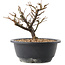 Chaenomeles speciosa, 16 cm, ± 12 jaar oud, met rode bloemen en geel fruit