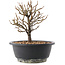 Chaenomeles speciosa, 19 cm, ± 12 jaar oud, met rode bloemen en geel fruit