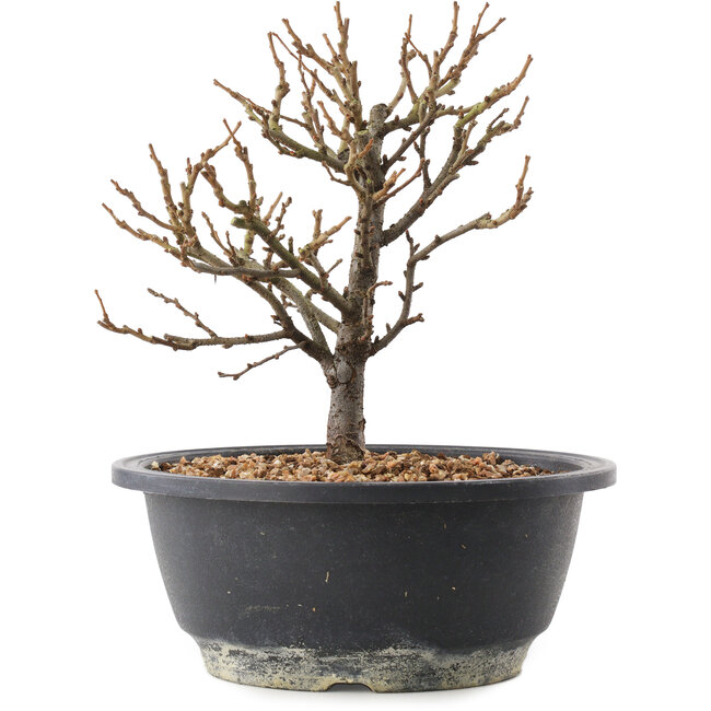 Chaenomeles speciosa, 19 cm, ± 12 años, con flores rojas y frutos amarillos.