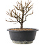 Chaenomeles speciosa, 19 cm, ± 12 jaar oud, met rode bloemen en geel fruit