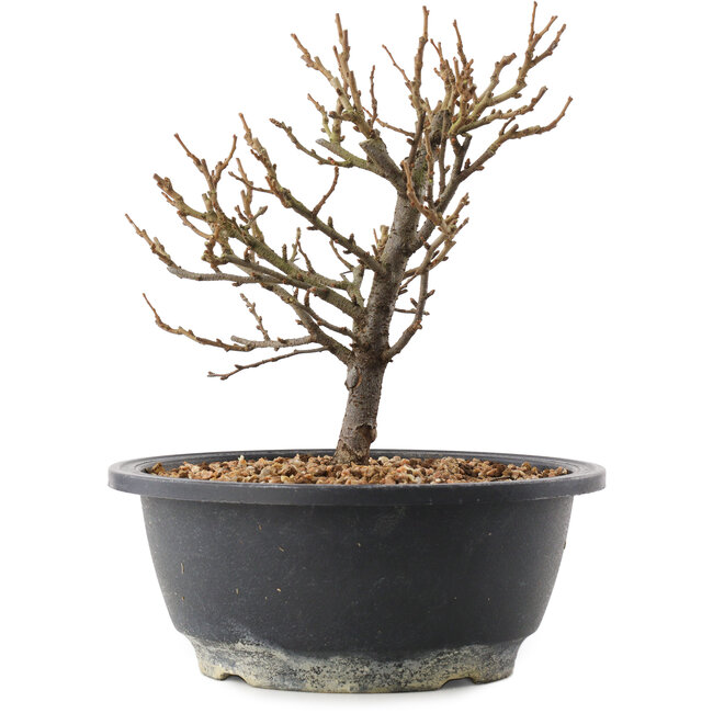 Chaenomeles speciosa, 19 cm, ± 12 años, con flores rojas y frutos amarillos.