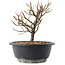 Chaenomeles speciosa, 19 cm, ± 12 jaar oud, met rode bloemen en geel fruit