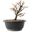 Chaenomeles speciosa, 18 cm, ± 12 jaar oud, met rode bloemen en geel fruit