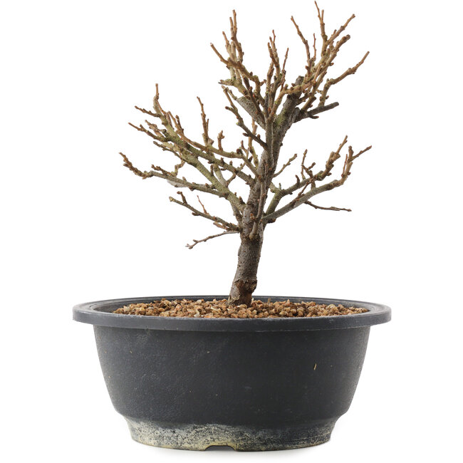 Chaenomeles speciosa, 19 cm, ± 12 Jahre alt, mit roten Blüten und gelben Früchten